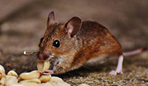 24 Hour & Emergency Exterminators in Morgan, KY